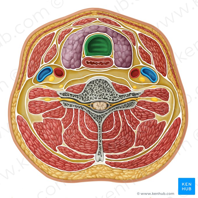 Tráquea (Trachea); Imagen: Irina Münstermann