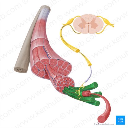 Fibra muscular (Myofibra); Imagen: Paul Kim