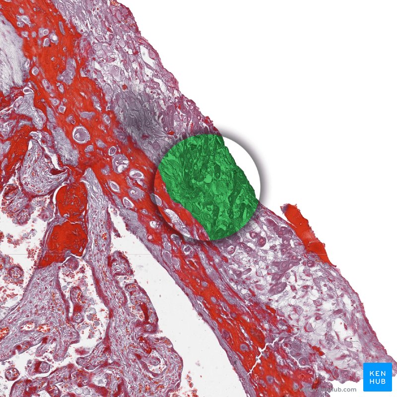 Chorion - histological slide