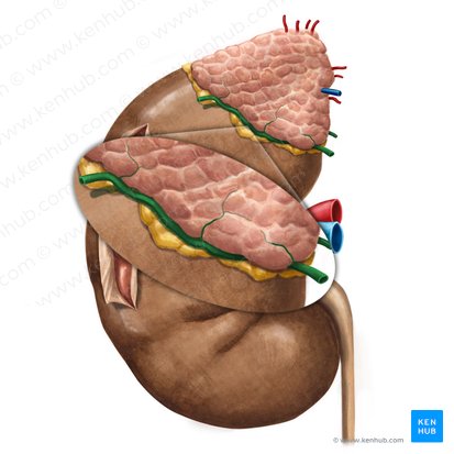 Artéria suprarrenal inferior (Arteria suprarenalis inferior); Imagem: Irina Münstermann