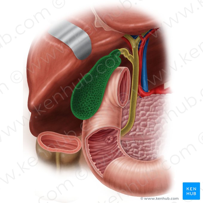 Gallbladder (Vesica biliaris); Image: Samantha Zimmerman