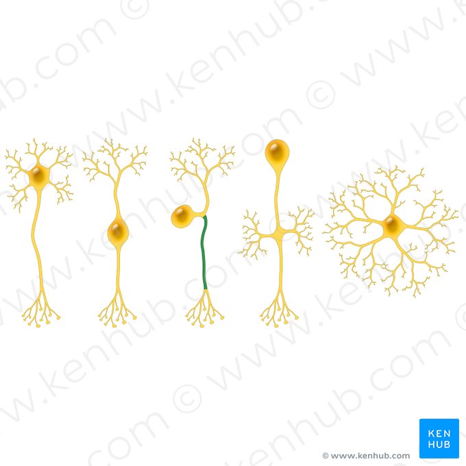 Processus central du neurone pseudounipolaire (Processus centralis neuri pseudounipolaris); Image : Paul Kim