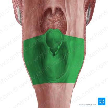 Laringofaringe (Pars laryngea pharyngis); Imagem: Yousun Koh