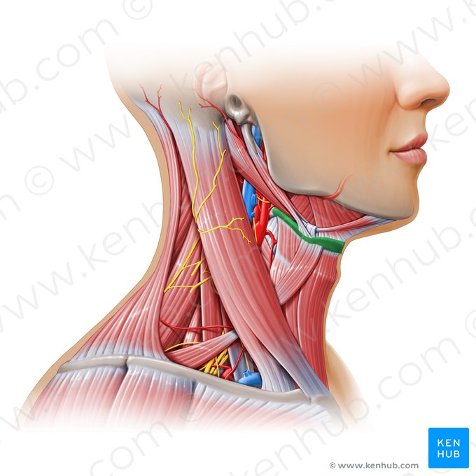 Hyoid bone (Os hyoideum); Image: Paul Kim