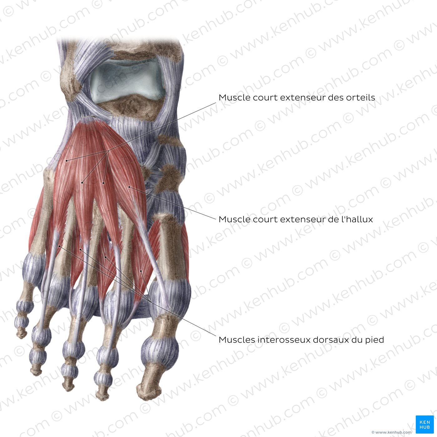 Pied et cheville Os, articulations, muscles Kenhub