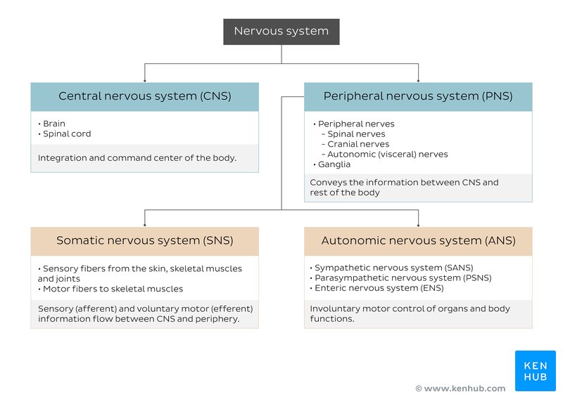 Nervous system breakdown (diagram)