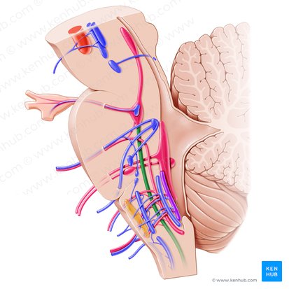 Spinal nucleus and tract of trigeminal nerve (Nucleus et tractus spinalis nervi trigemini); Image: Paul Kim