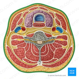Skin: Cells, layers and histological features | Kenhub