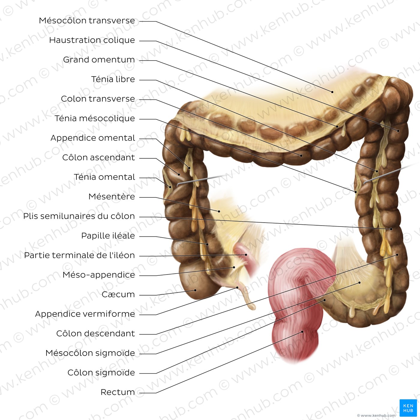 Structure of the large intestine