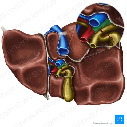 Anatomie du foie : Position, lobes et fonction | Kenhub