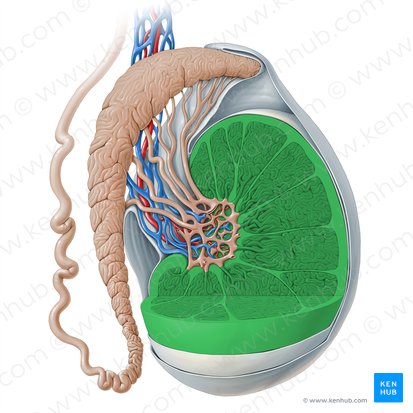 Testis; Image: Paul Kim