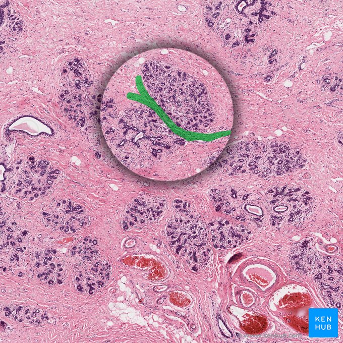 Septo de tecido conjuntivo (Septum textus connectivi); Imagem: 