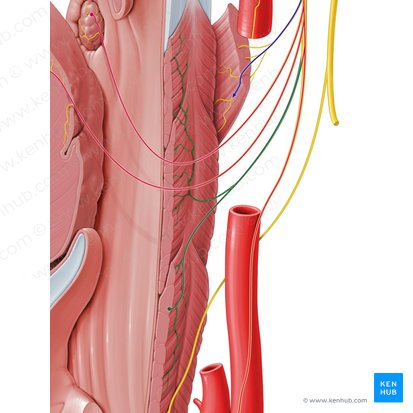Rami pharyngei nervi glossopharyngei (Rachenäste des Zungen-Rachen-Nervs); Bild: Paul Kim