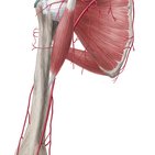 Arterial anastomoses of the upper extremity