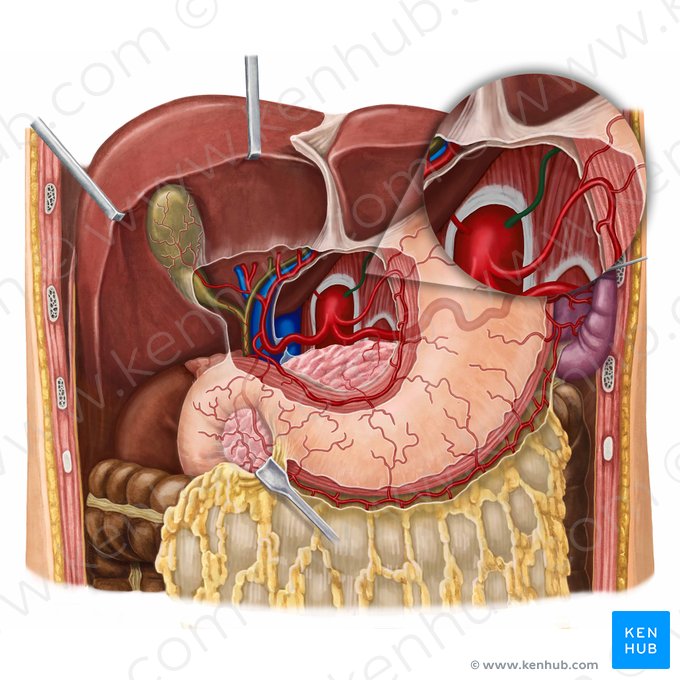 Left inferior phrenic artery (Arteria phrenica inferior sinistra); Image: Irina Münstermann