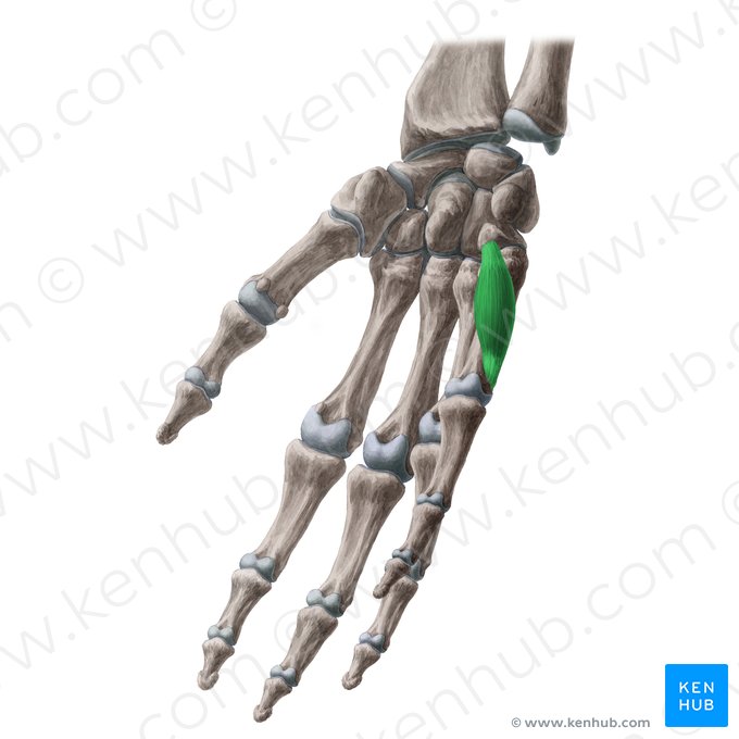 Músculo oponente do dedo mínimo (Musculus opponens digiti minimi manus); Imagem: Yousun Koh