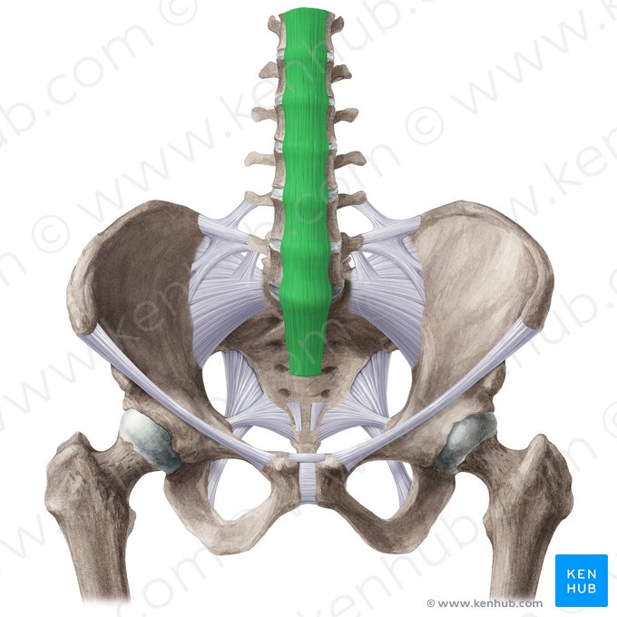 Anterior longitudinal ligament (Ligamentum longitudinale anterius); Image: Liene Znotina