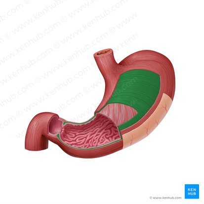 Capa muscular circular del estómago (Stratum circulare tunicae muscularis gastris); Imagen: Paul Kim