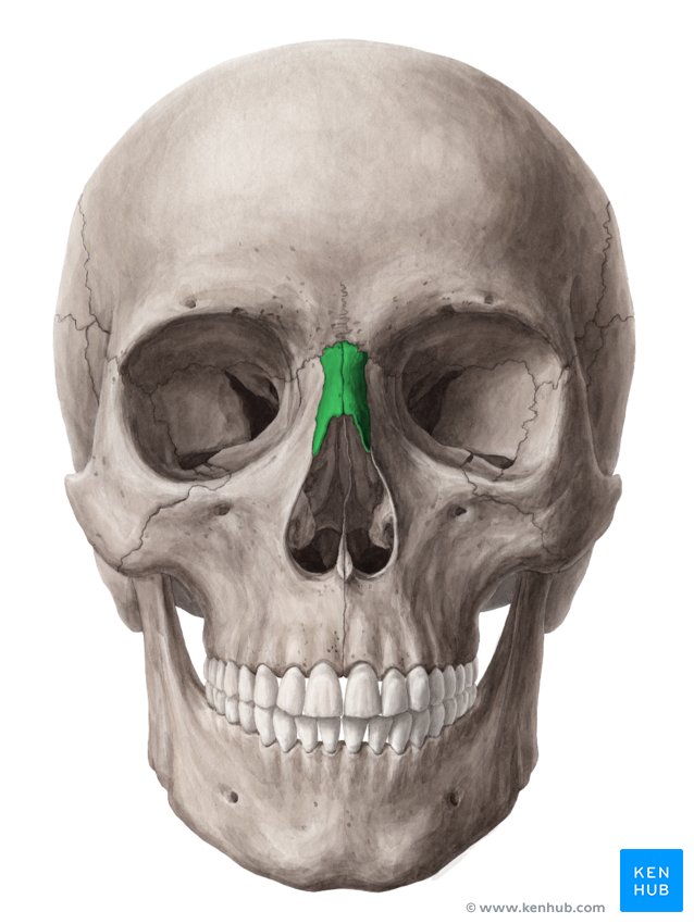 Nasal bone - Anterior view