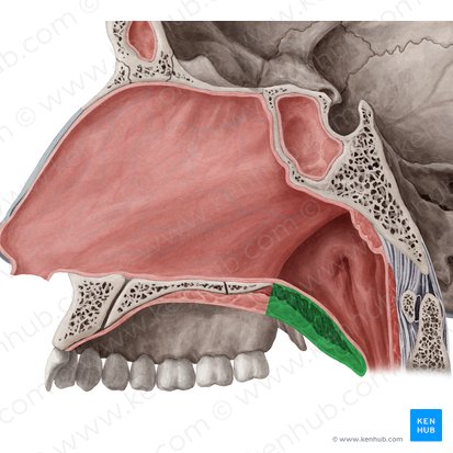 Palato mole (Palatum molle); Imagem: Yousun Koh