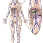 Hepatic portal vein