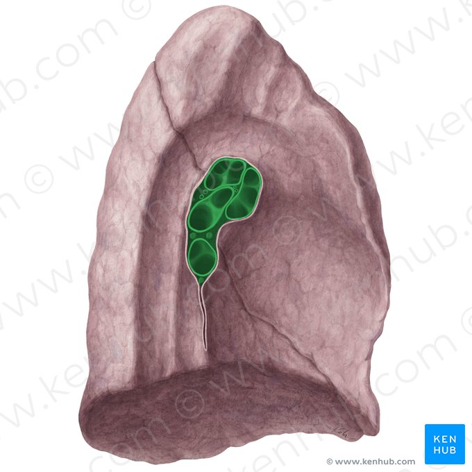 Hilum of left lung (Hilum pulmonis sinistri); Image: Yousun Koh