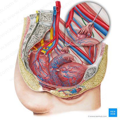 Left superior vesical artery (Arteria vesicalis superior sinistra); Image: Irina Münstermann