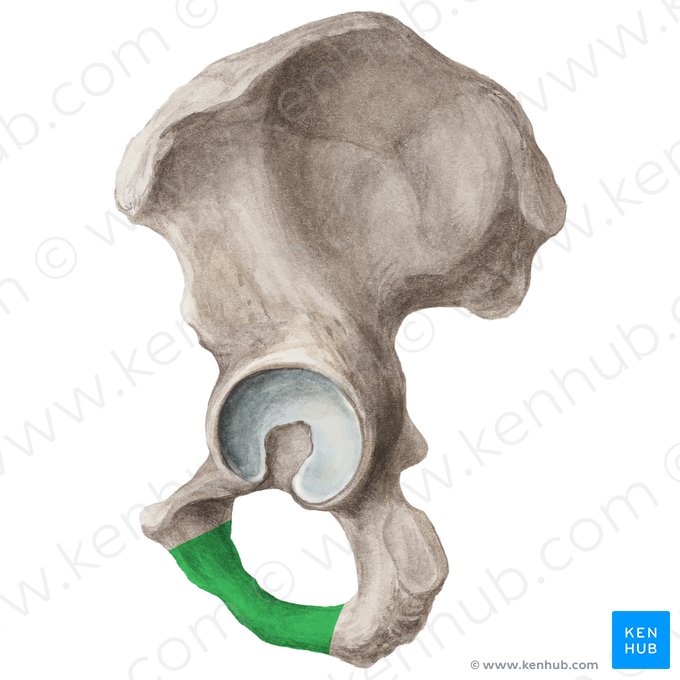 Ischiopubic ramus of hip bone (Ramus ischiopubicus ossis coxae); Image: Liene Znotina