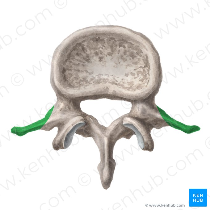 Proceso costal de la vértebra lumbar (Processus costalis vertebrae lumbalis); Imagen: Liene Znotina