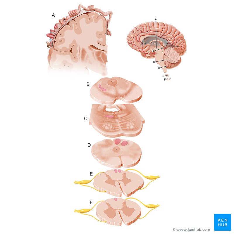 Anatomía del sistema extrapiramidal