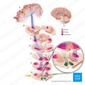 Trato corticoespinal anterior (Tractus corticospinalis anterior); Imagem: Paul Kim