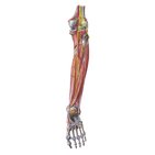 Vascularización e inervación de la pierna y rodilla