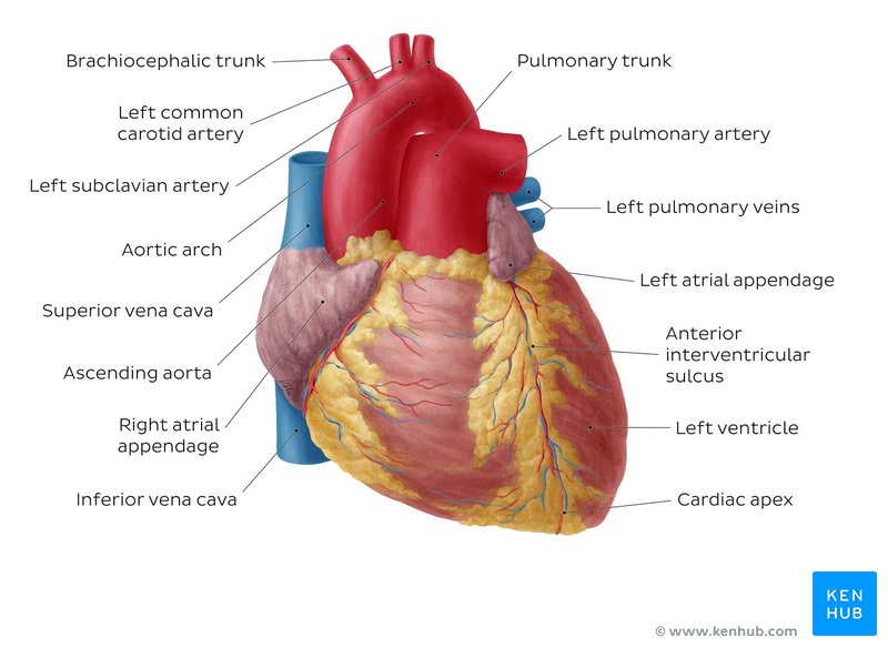 Diaphragmatic surface of the heart
