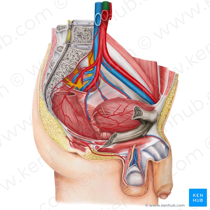 Aorta abdominal (Aorta abdominalis); Imagen: Irina Münstermann