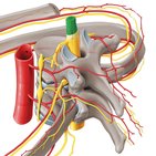 Spinal cord