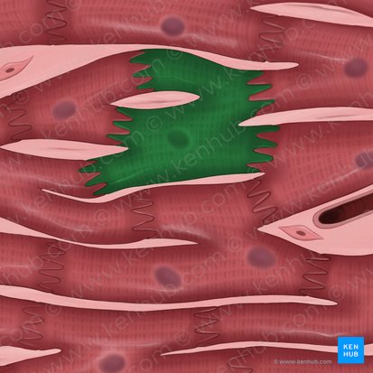 Cardiomiocito ramificado (Cardiomyocytus ramosus); Imagen: Tal Bavli Ziv