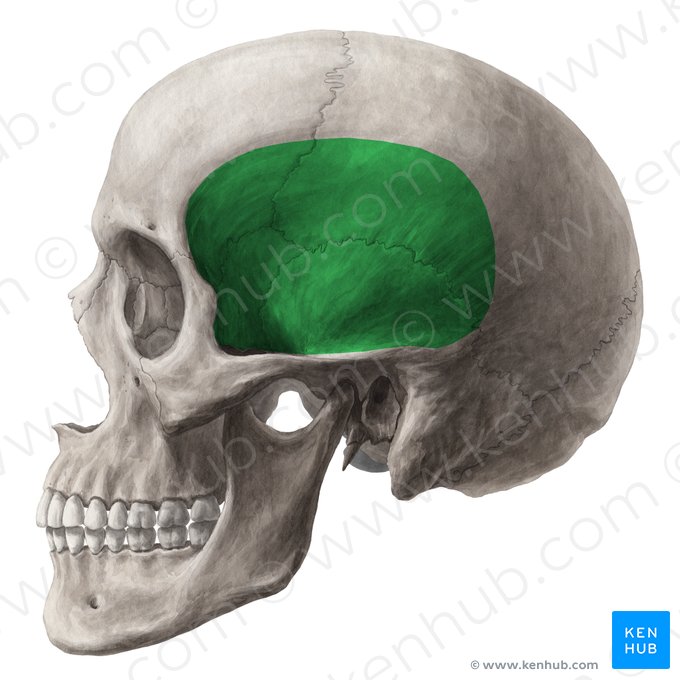 Fossa temporalis (Schläfengrube); Bild: Yousun Koh