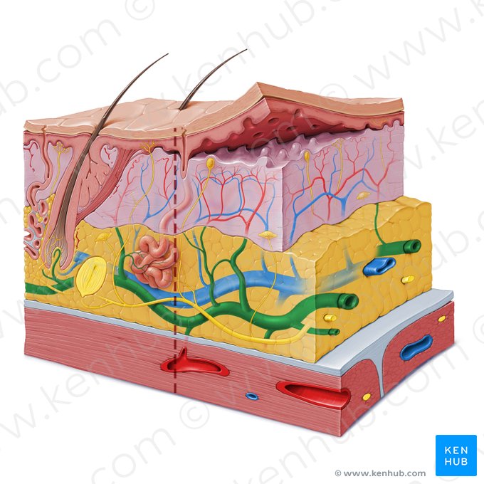 Subcutaneous arterial network (Rete arteriosum subcutaneum); Image: Paul Kim