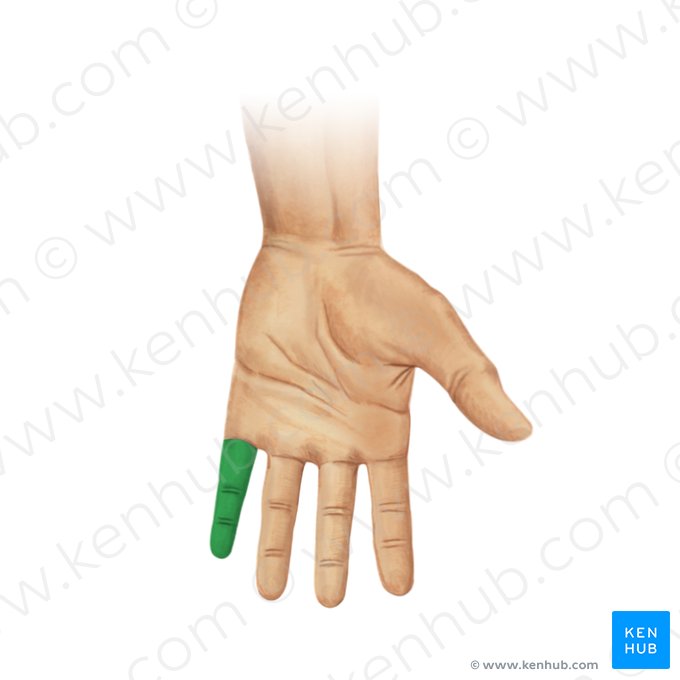 5.º dedo da mão (Digitus minimus manus); Imagem: Paul Kim