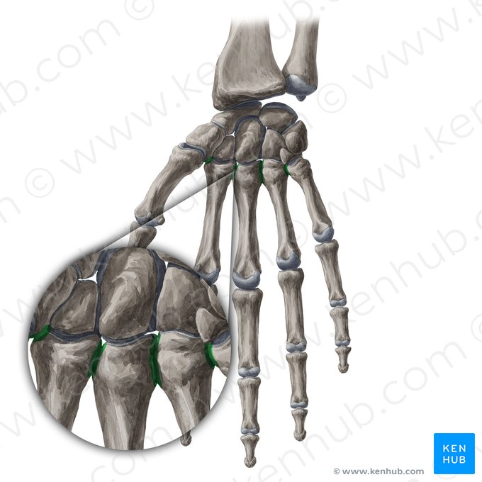 Intermetacarpal joints (Articulationes intermetacarpeae); Image: Yousun Koh