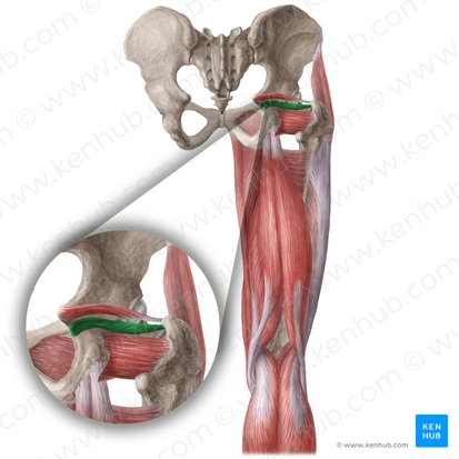 Músculo gemelo inferior (Musculus gemellus inferior); Imagen: Liene Znotina