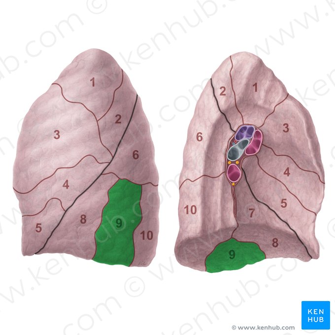 Segmentum basale laterale pulmonis sinistri (Seitliches basales Segment der linken Lunge); Bild: Paul Kim