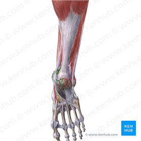 Arteria tibial posterior (Arteria tibialis posterior); Imagen: Liene Znotina