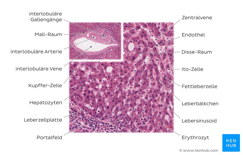 Leber (Färbung: Hämatoxylin-Eosin)