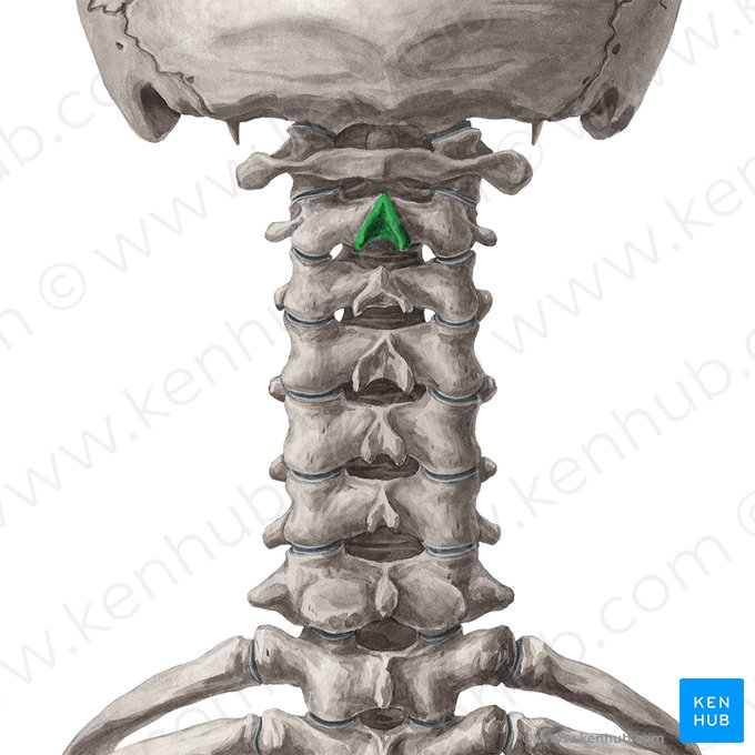 Processus épineux de l'axis (Processus spinosus axis); Image : Yousun Koh