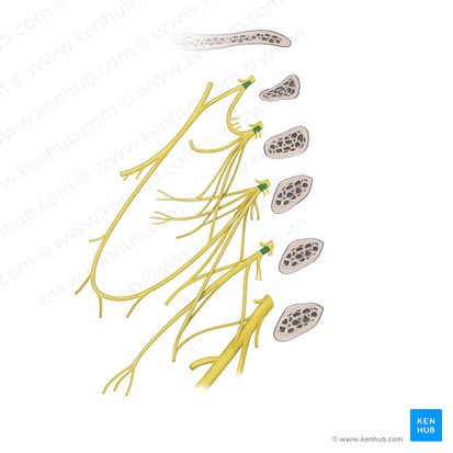 Ramos anteriores de los nervios espinales C1-C4 (Rami anteriores nervorum spinalium C1-C4); Imagen: Paul Kim