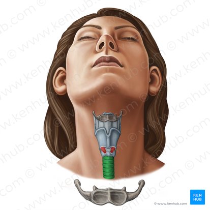 Trachée (Trachea); Image : Irina Münstermann