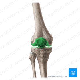 Knee joint (Articulatio genus); Image: Liene Znotina