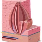 Chemoreceptors