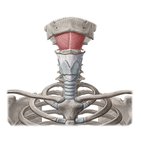 Mylohyoid muscle